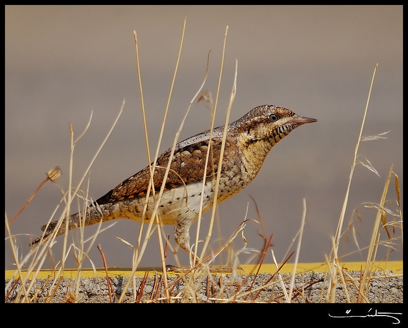 Eurasian Wryneck