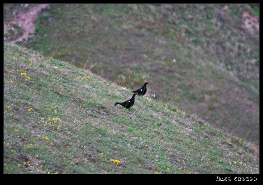 Caucasian Grouse