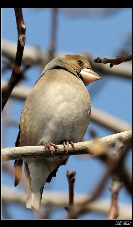 Hawfinch