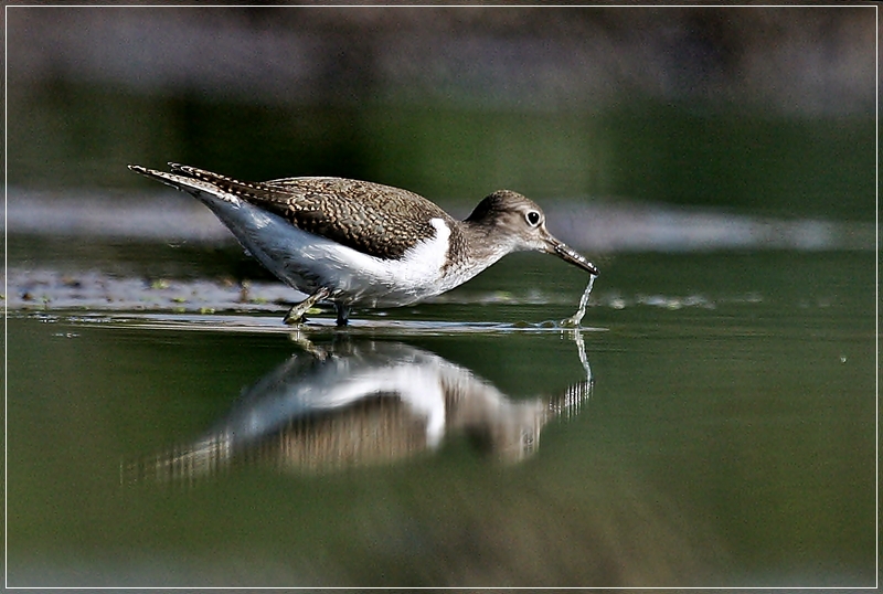 Common Sandpiper