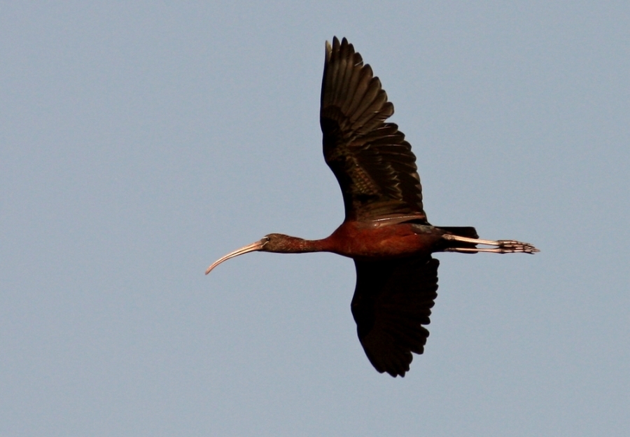 Glossy Ibis