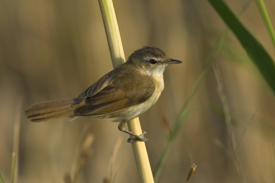 Paddyfield Warbler