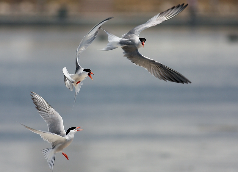 Common Tern
