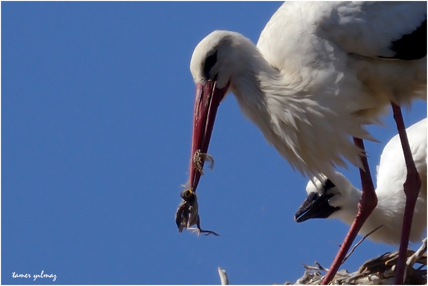 White Stork