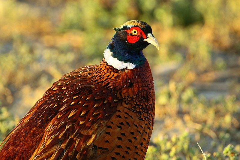 Common Pheasant