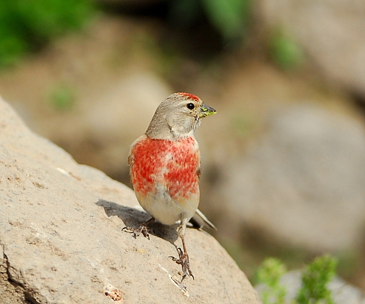 Common Linnet