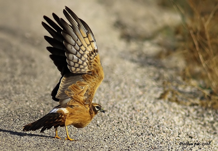 Montagu`s Harrier