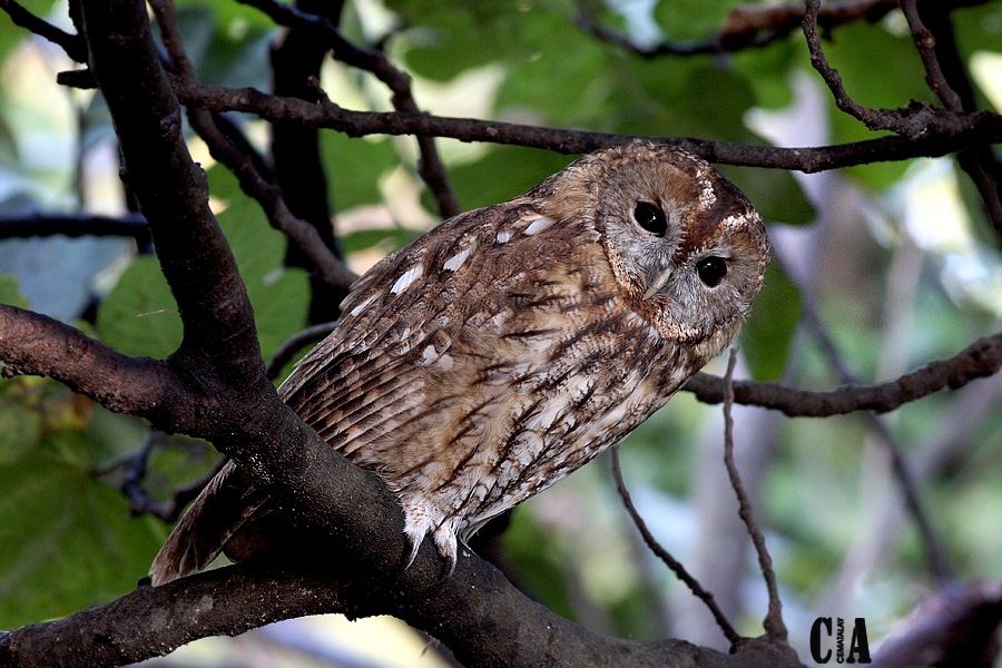 Tawny Owl