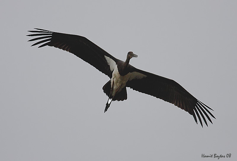 Black Stork