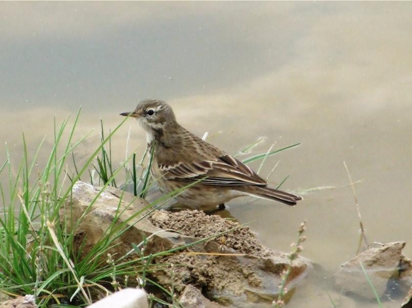 Water Pipit