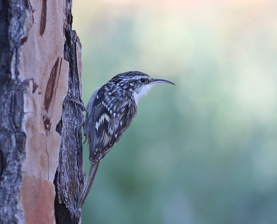 Short-toed Treecreeper