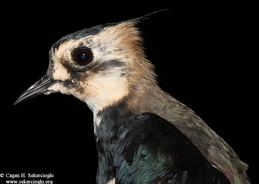 Northern Lapwing