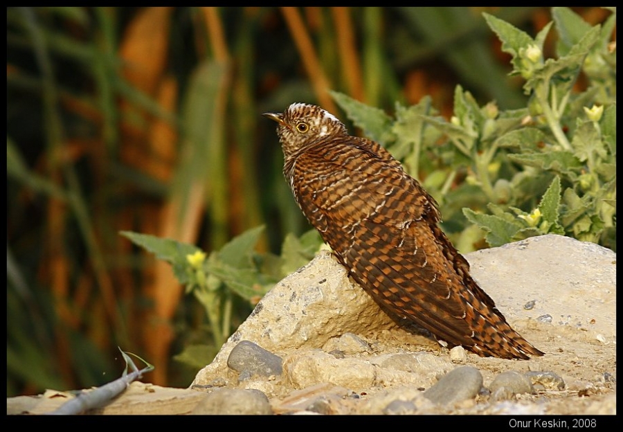 Common Cuckoo