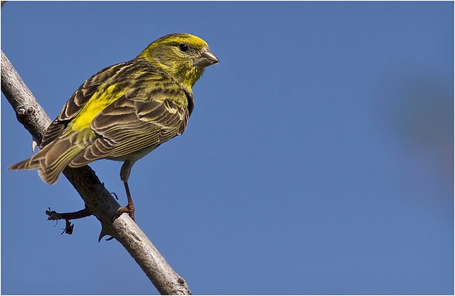 European Serin