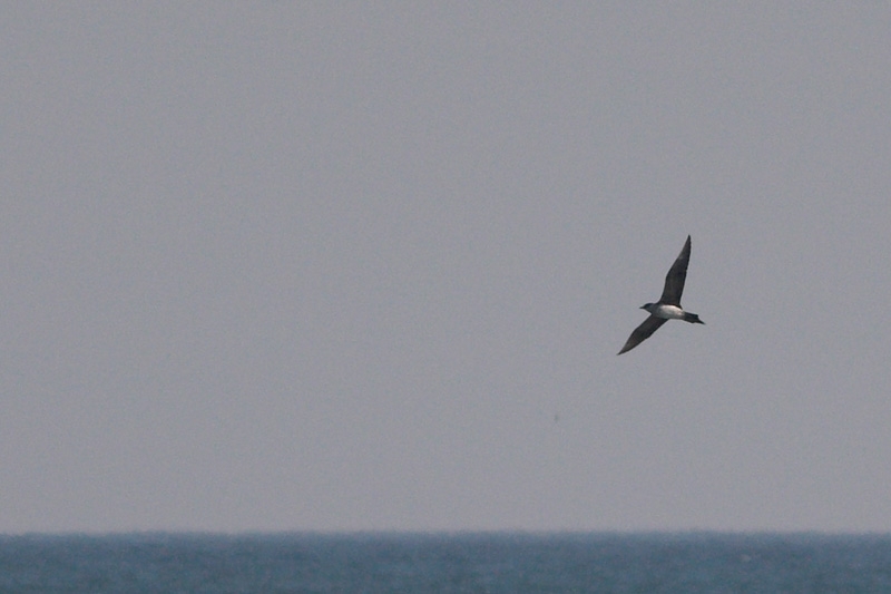Parasitic Jaeger