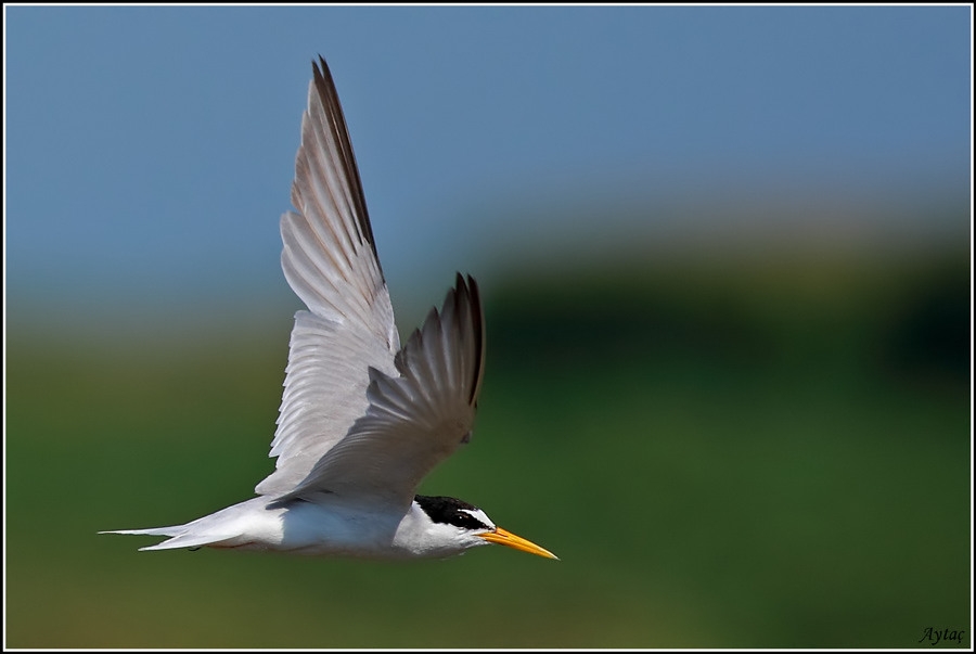 Little Tern
