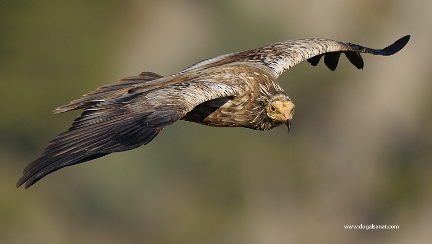 Egyptian Vulture