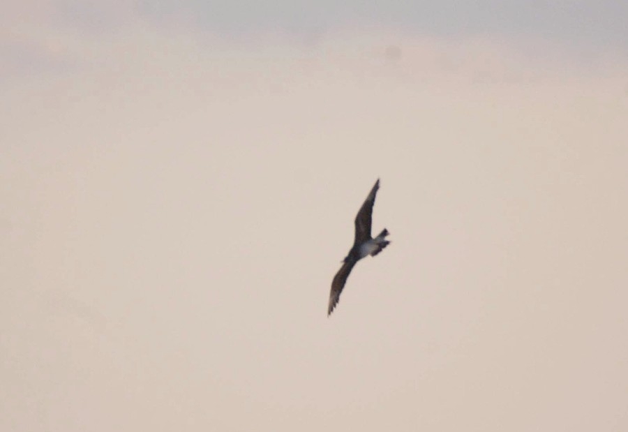 Parasitic Jaeger