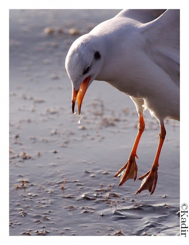 Black-headed Gull