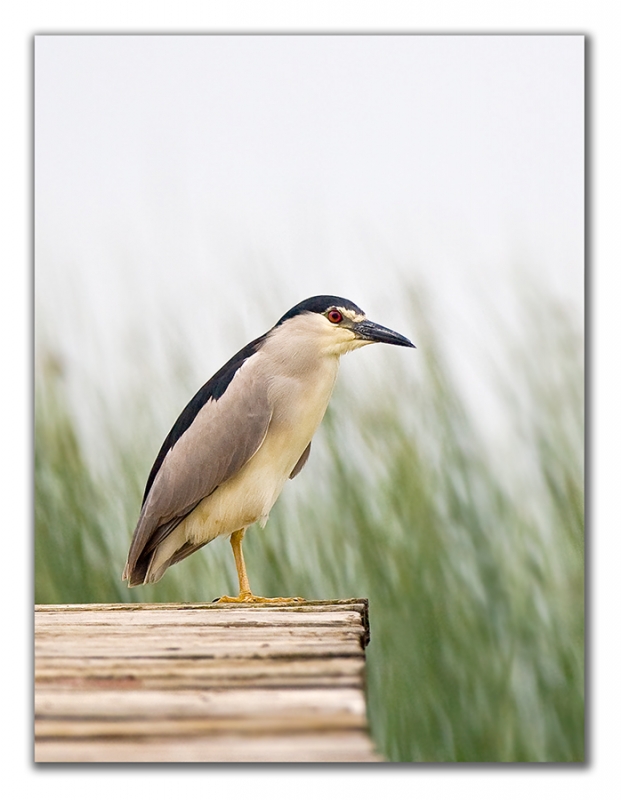 Black-crowned Night Heron