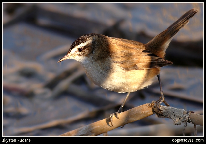 Moustached Warbler