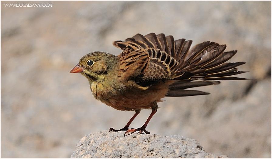 Ortolan Bunting