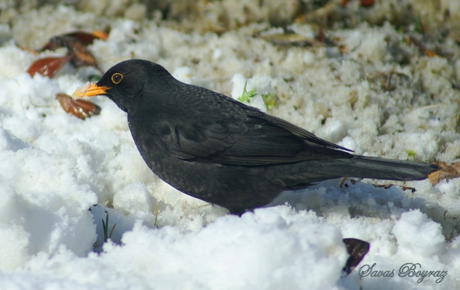 Common Blackbird