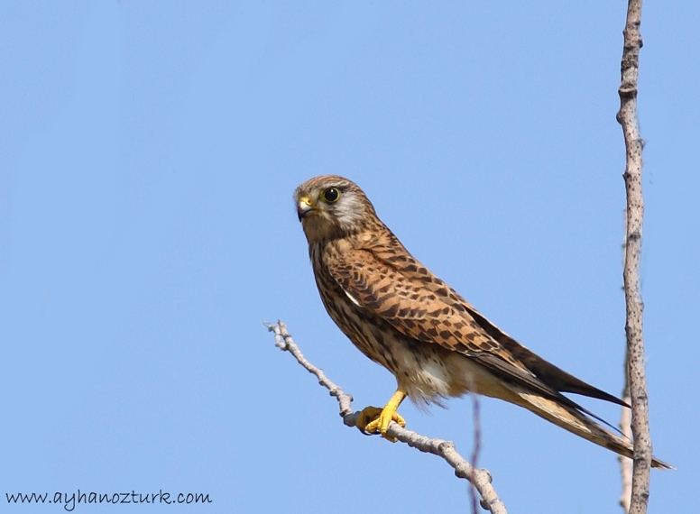 Common Kestrel