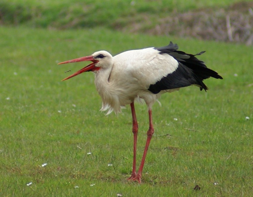 White Stork