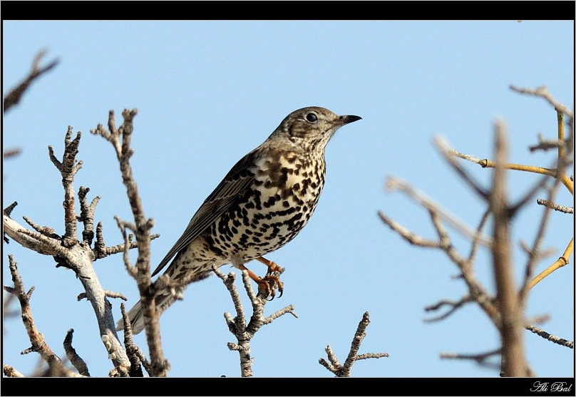 Mistle Thrush