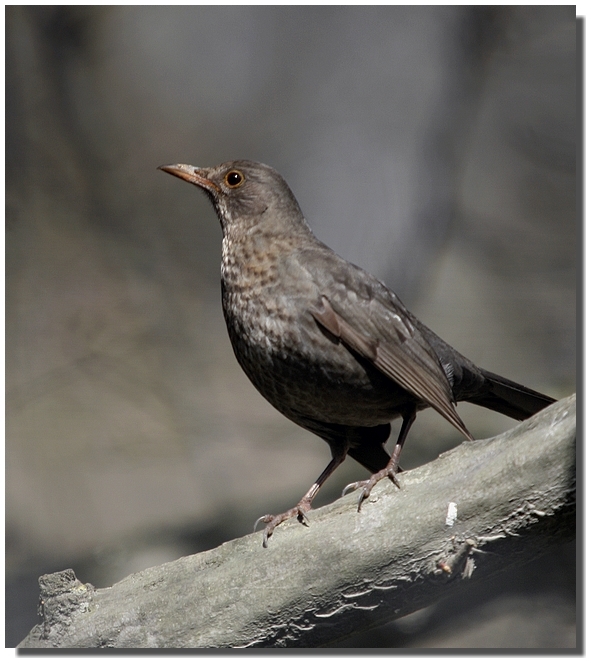 Common Blackbird