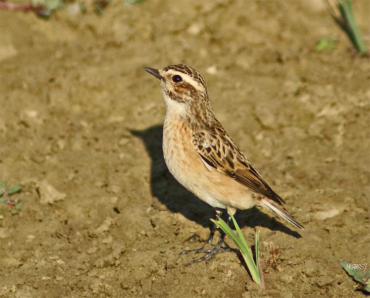 Whinchat