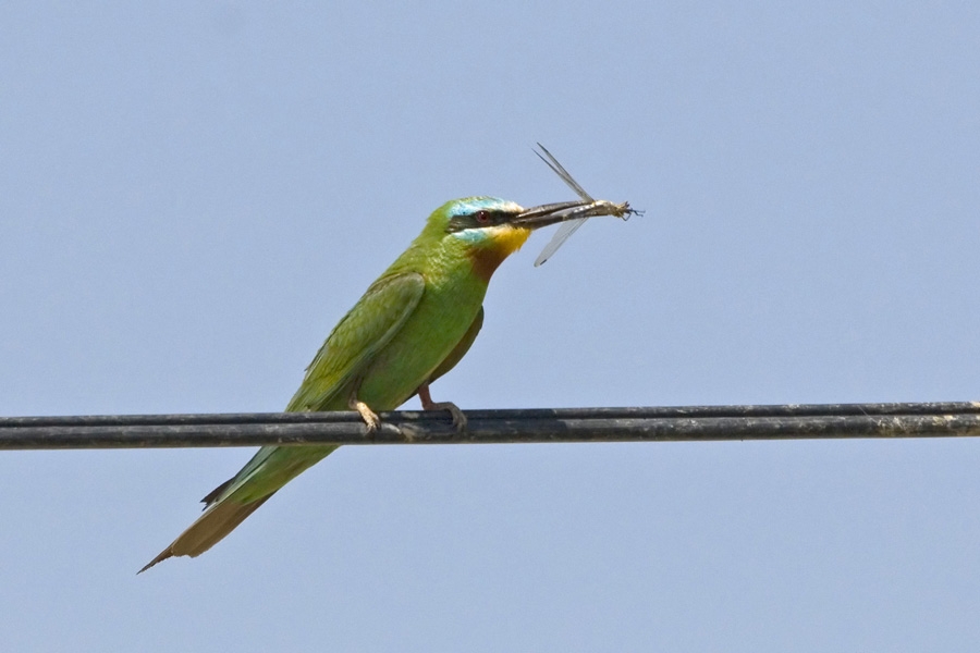 Blue-cheeked Bee-eater