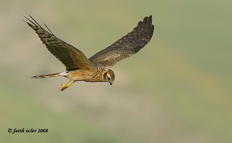 Montagu`s Harrier