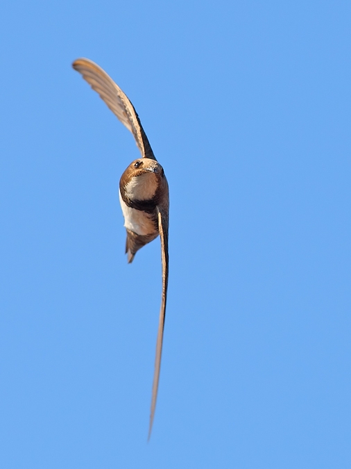 Alpine Swift