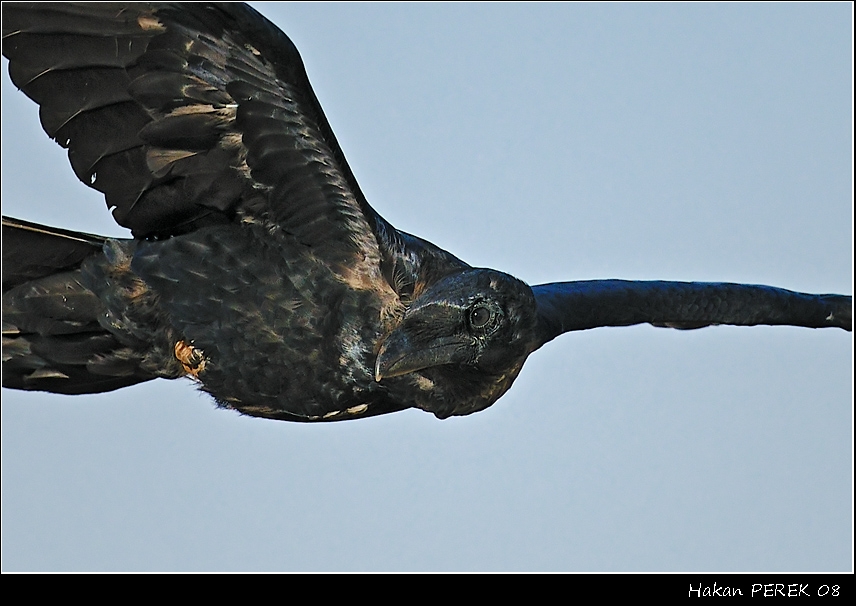Northern Raven
