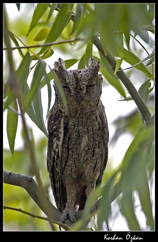 Eurasian Scops Owl