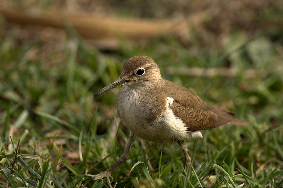 Common Sandpiper