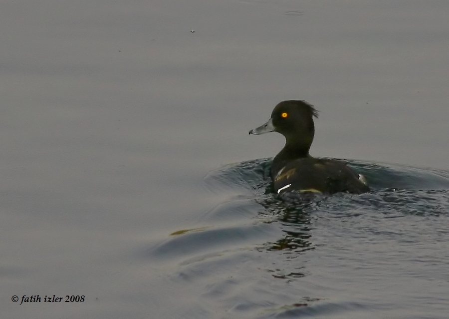 Tufted Duck