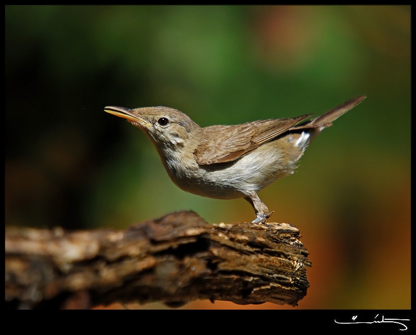Eastern Olivaceous Warbler