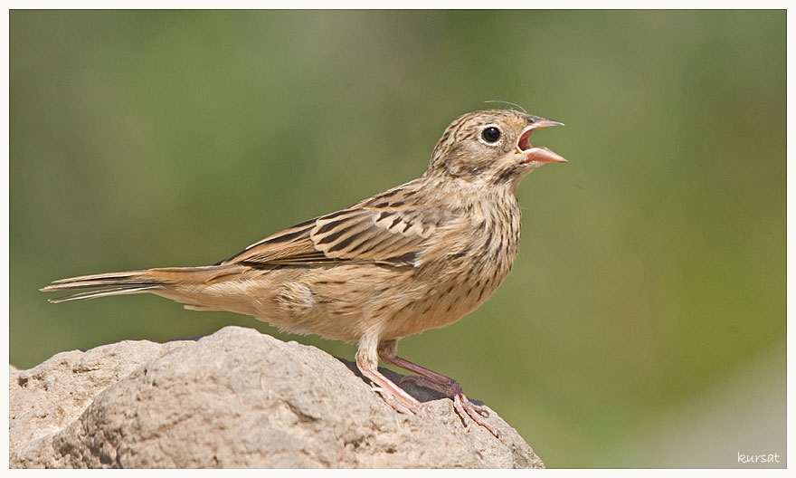 Ortolan Bunting