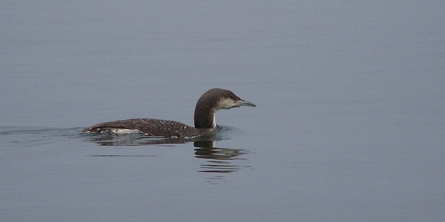Black-throated Loon