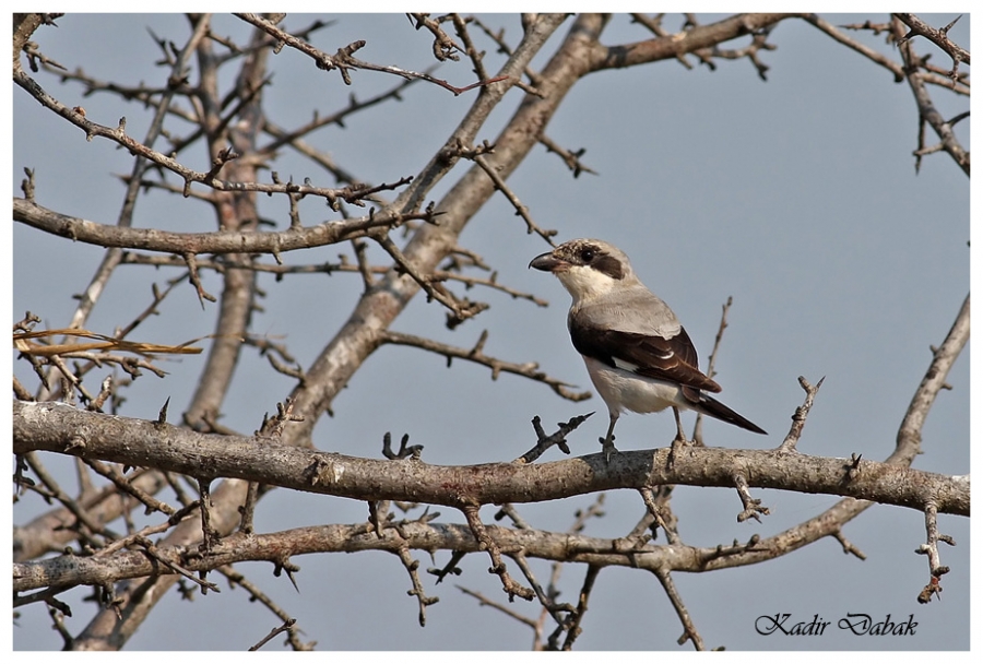 Lesser Grey Shrike