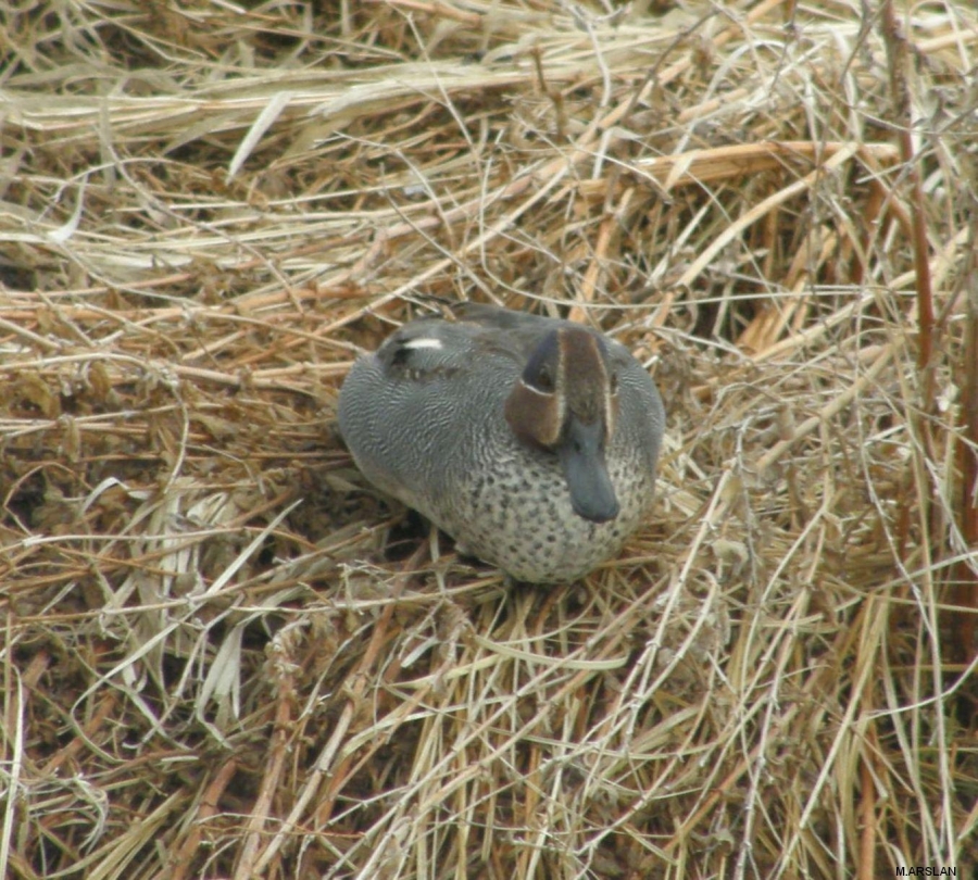 Eurasian Teal