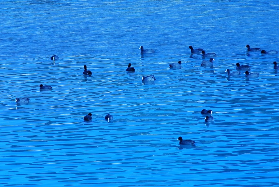 Eurasian Coot