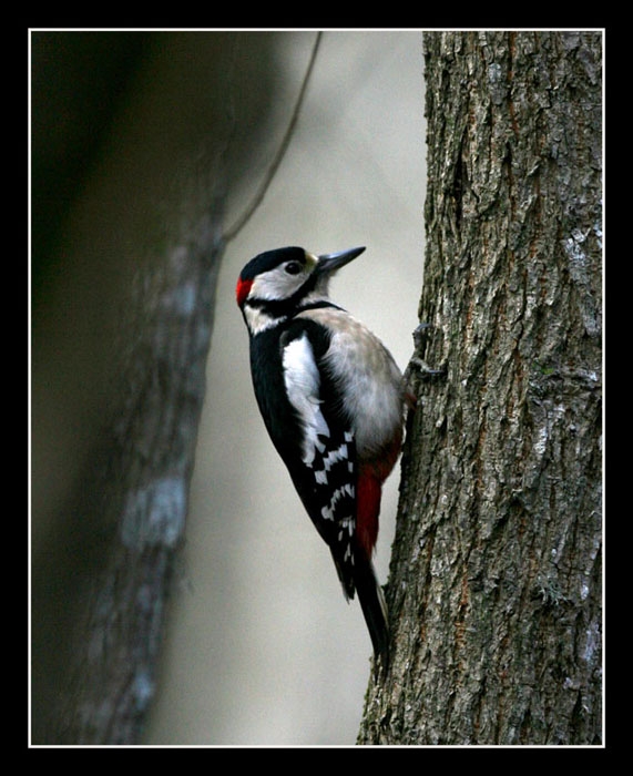 Great Spotted Woodpecker