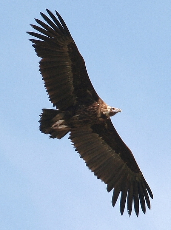 Cinereous Vulture