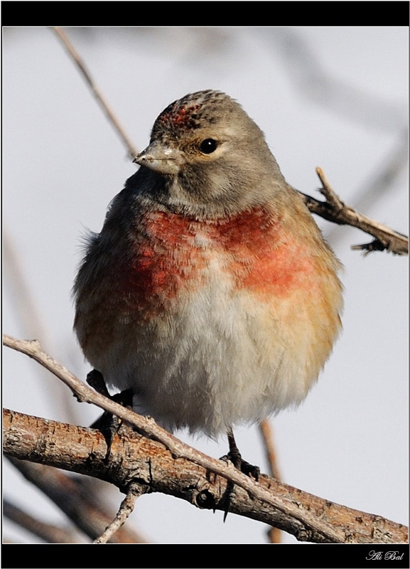 Common Linnet