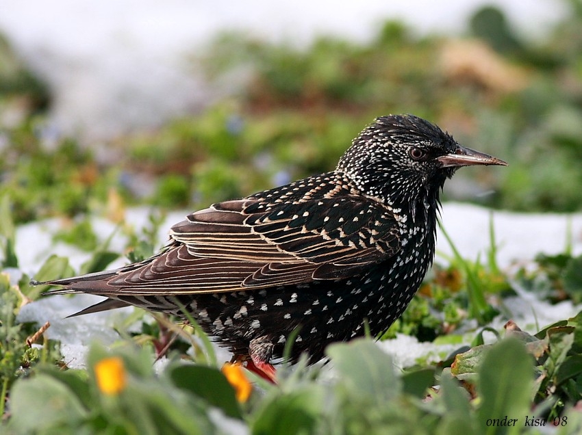 Common Starling