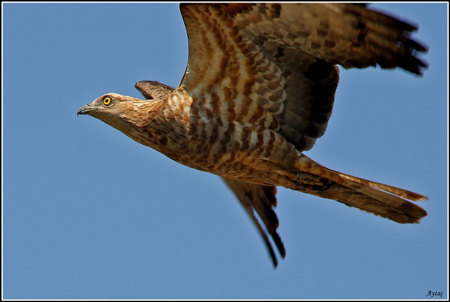 European Honey Buzzard